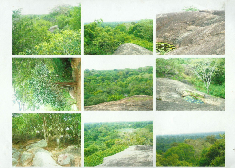 Biodiversity Report From Dr. Channa Bambaradeniya 007